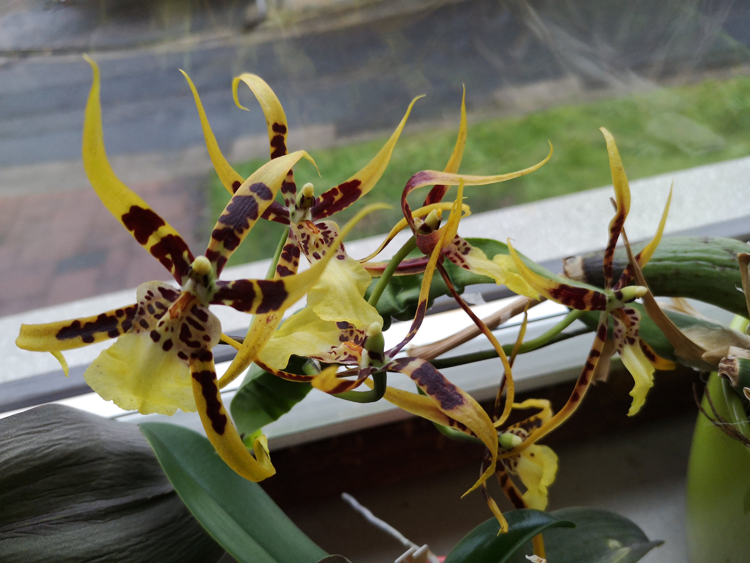 Orchideen