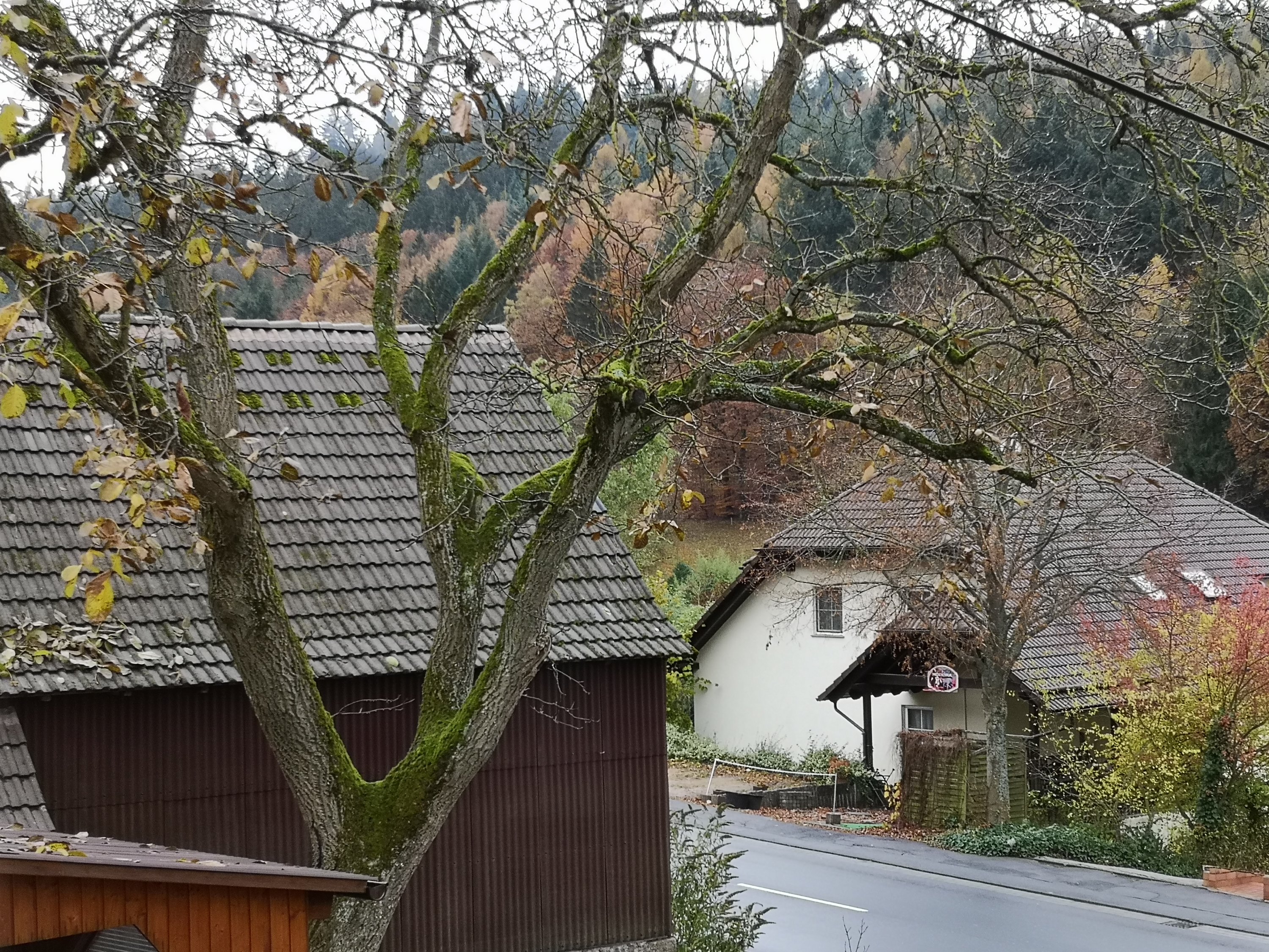 Baum