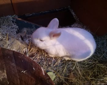 Hasen