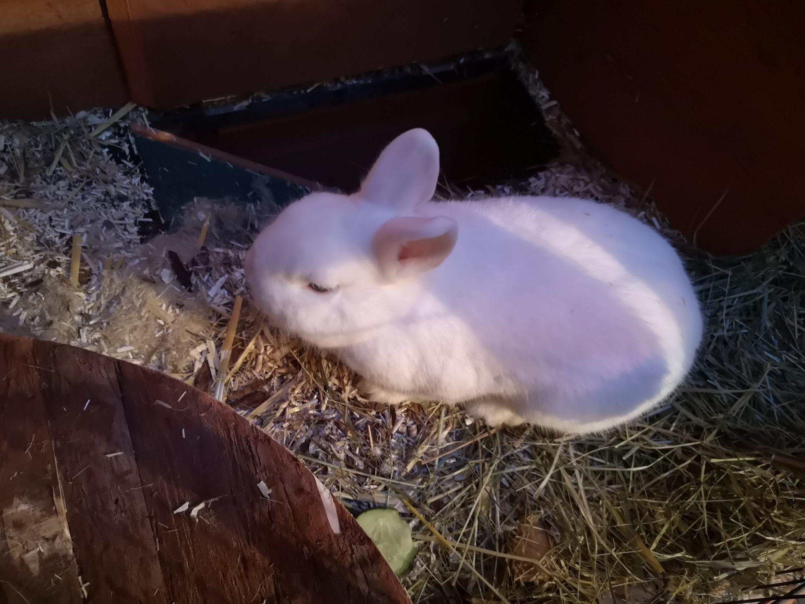 Hasen