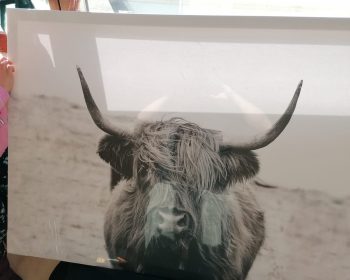 Kuh Bild