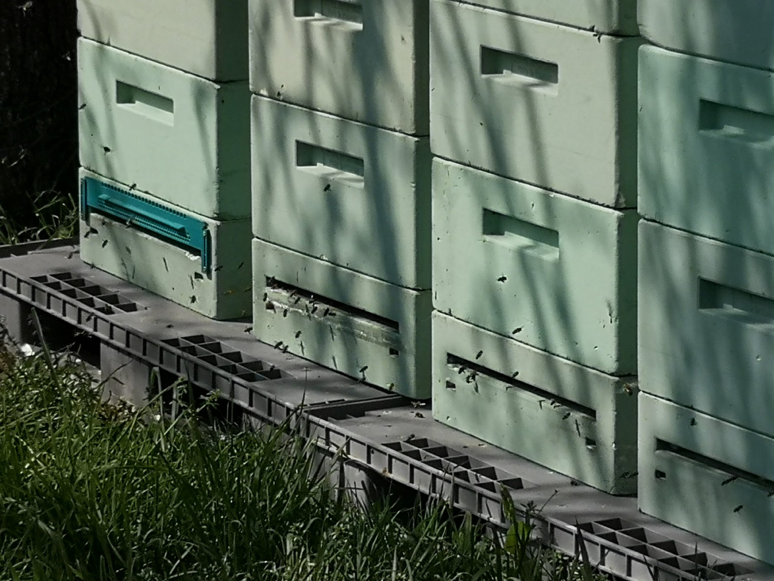 Bienen