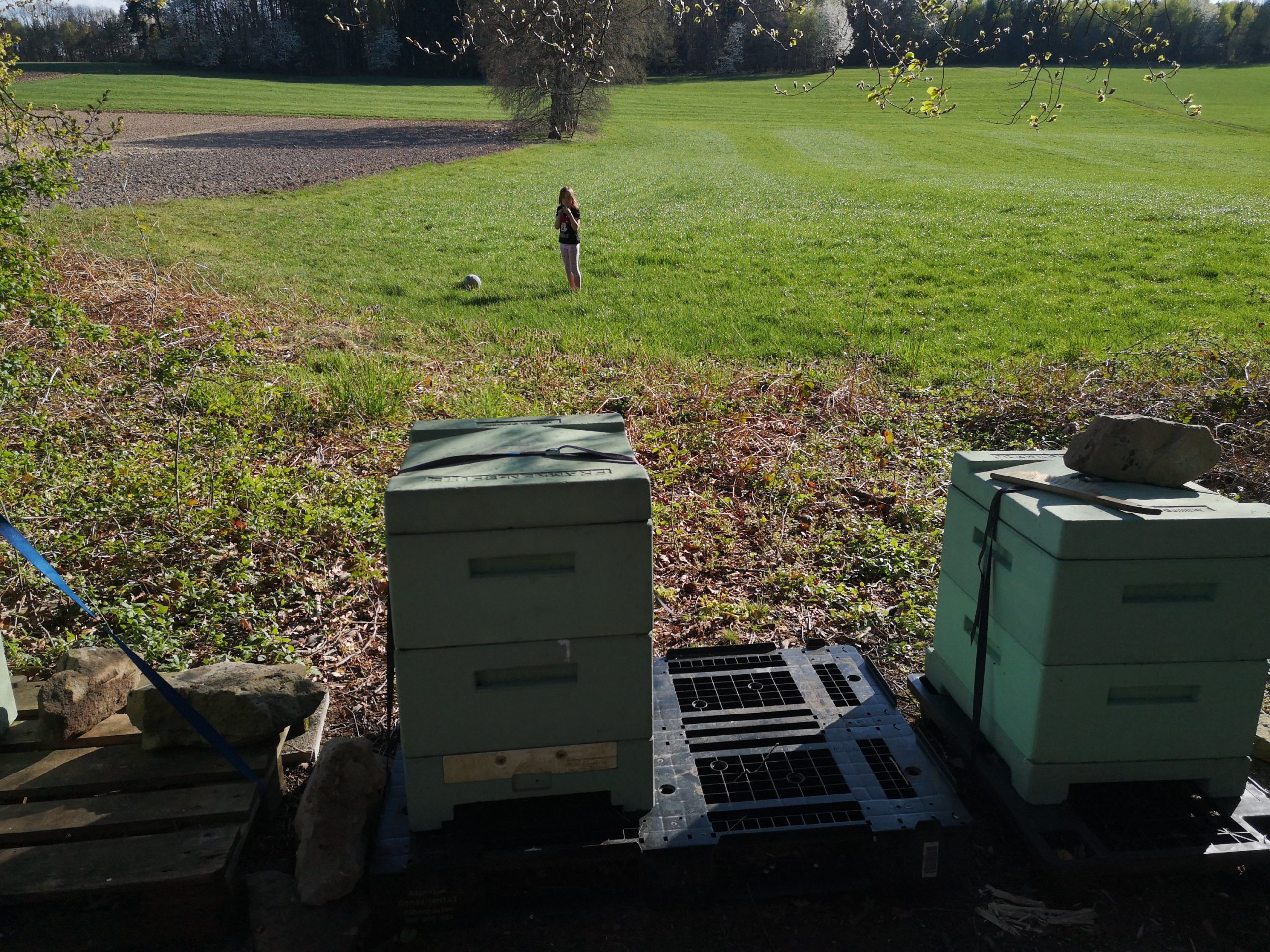 Bienen