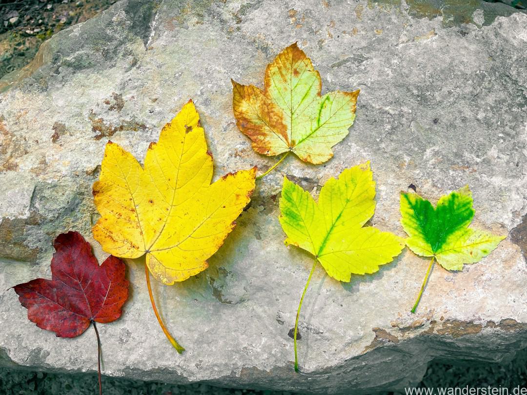 Bemalte Steine zwischen herbstlichen Blättern