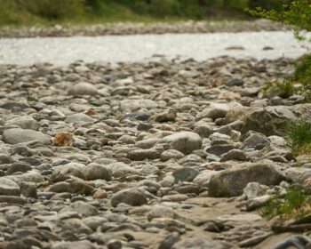 Natursteine auf dem Boden als Beispiel für mögliche Fundstücke